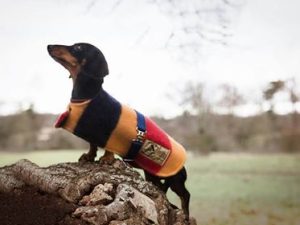 Witney Dachshund Coat