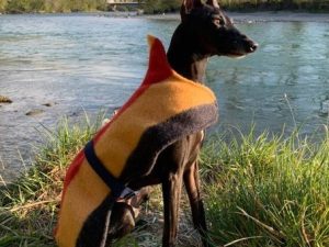 Italian Greyhound Witney Wool Coat