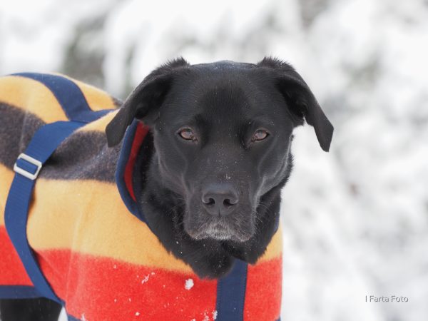 Witney Large Dog Coat - Image 2