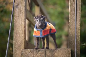 Witney Terrier Coat - Image 2