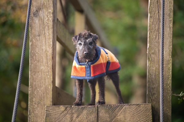 Witney Terrier Coat - Image 2