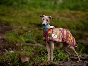 Italian Greyhound Tweed Coat