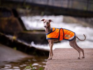 Italian Greyhound Orange Puffer Coat