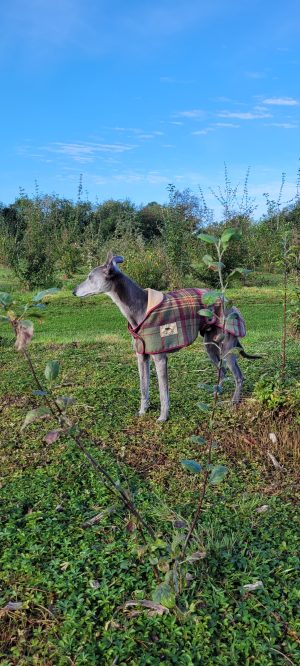 Whippet Tweed Coat - Image 2