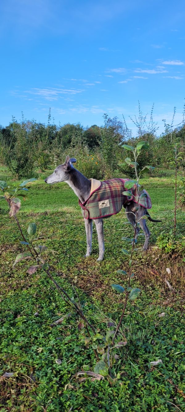 Whippet Tweed Coat - Image 2