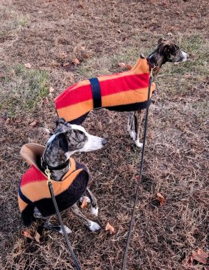 Whippet Witney Wool Coat - Image 2