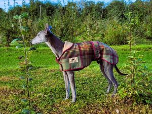 Whippet Tweed Coat