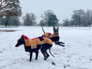 Italian Greyhound Dog Coats