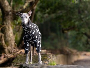 Whippet "Paw" Fleece Coat