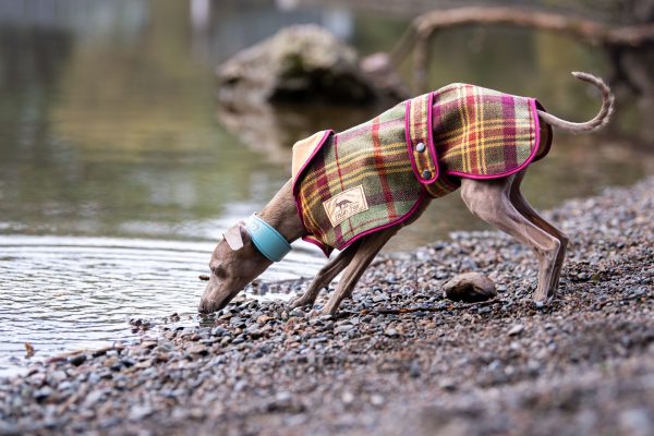 Italian Greyhound Tweed Coat - Image 3