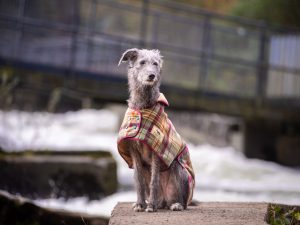 Greyhound Tweed Coat