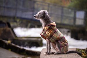 Greyhound Tweed Coat - Image 2