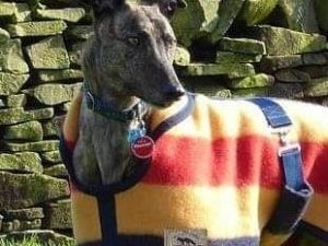 Greyhound/lurcher Witney Wool Coat