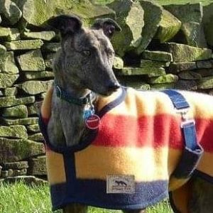 Greyhound/lurcher Witney Wool Coat