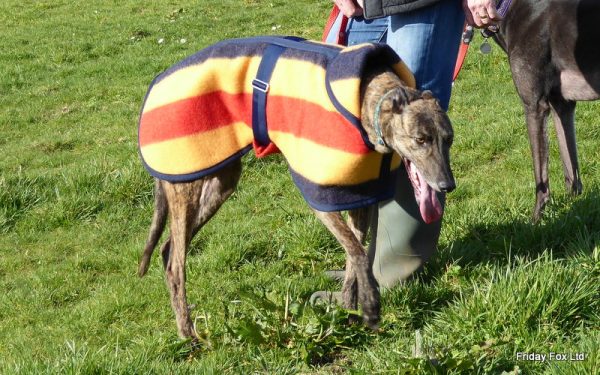 Greyhound/Pointer Witney Wool Coat - Image 4