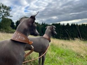 Diamante Sighthound Collar - Image 4