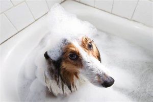 Dog Grooming & Shampoos