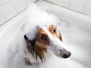 Dog Grooming & Shampoos
