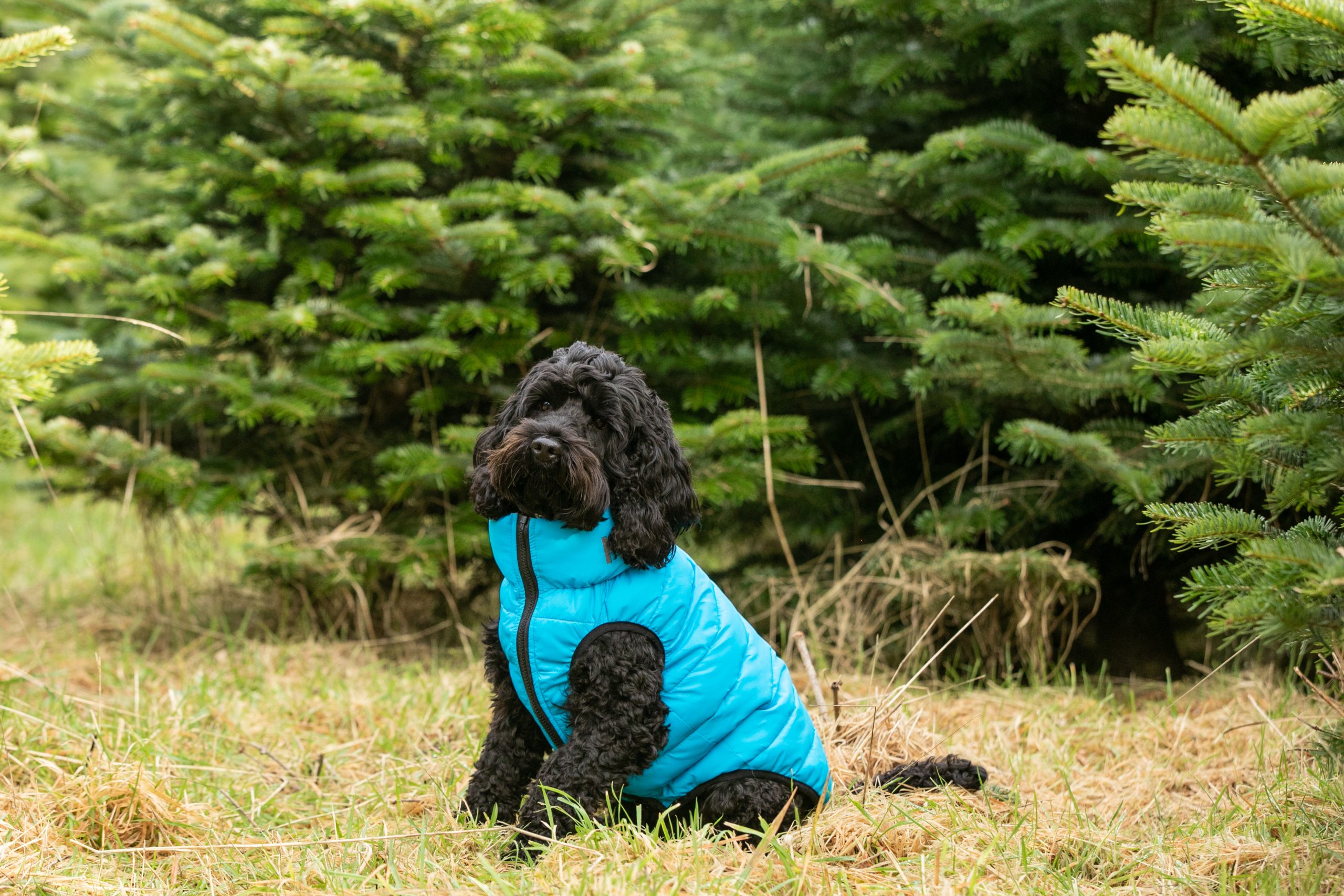 Hugo and Hudson Puffer Jacket Small dog - Image 1