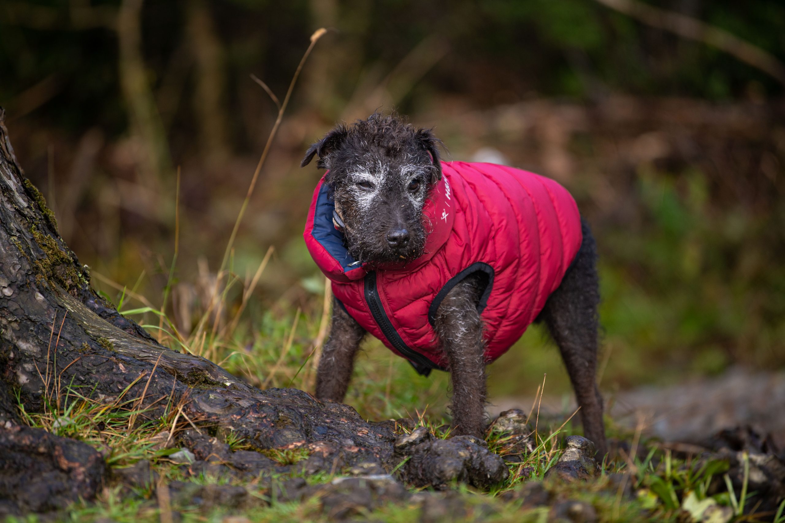 Hugo and Hudson Puffer Jacket Small dog - Image 5