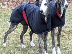 Whippet 'Lambourn' Melton Wool Coat