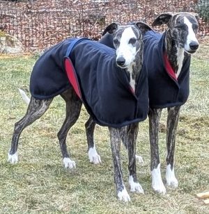 Whippet 'Lambourn' Melton Wool Coat